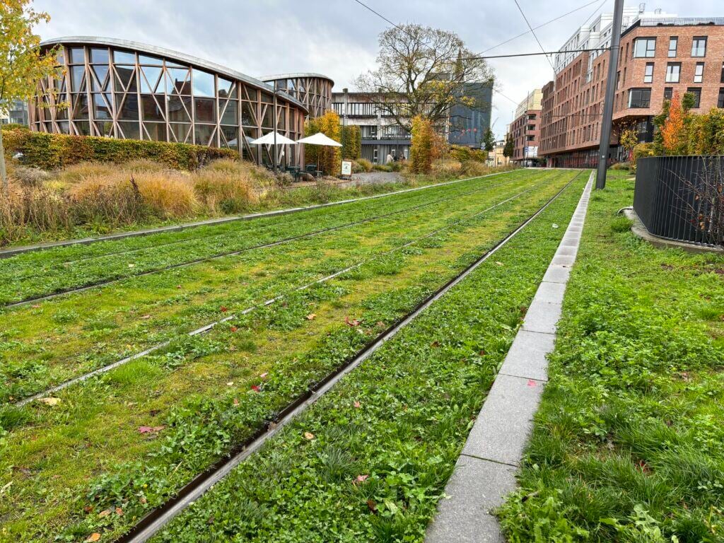 Grassy light rail track in Odense